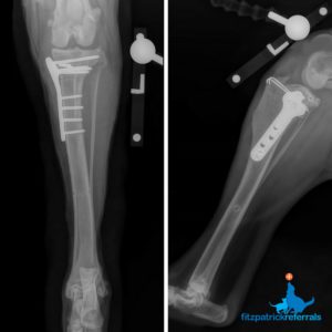 Post-op radiographs following TPLO surgery at Fitzpatrick Referrals