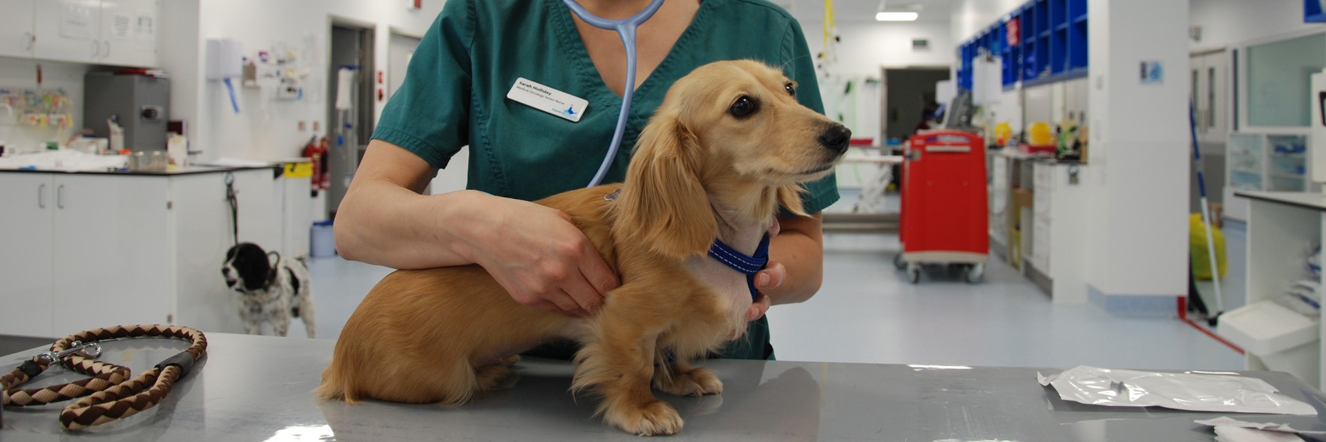 Dachshund being examined by nurse