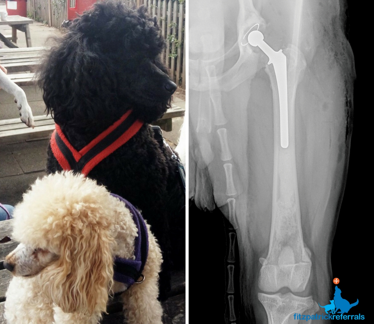 Radiograph of total hip replacement in a poodle Fitzpatrick Referrals