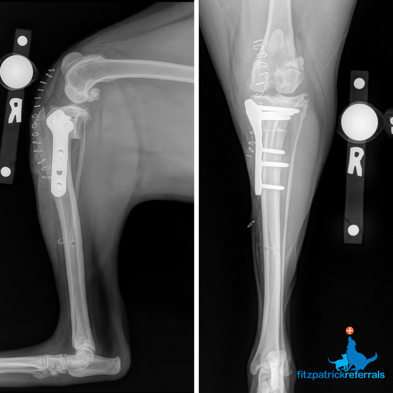 Tara's post-op TPLO radiographs Fitzpatrick Referrals