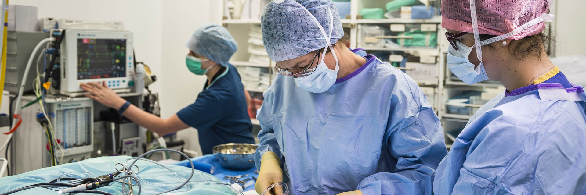 Orthopaedic surgery at Fitzpatrick Referrals in Surrey