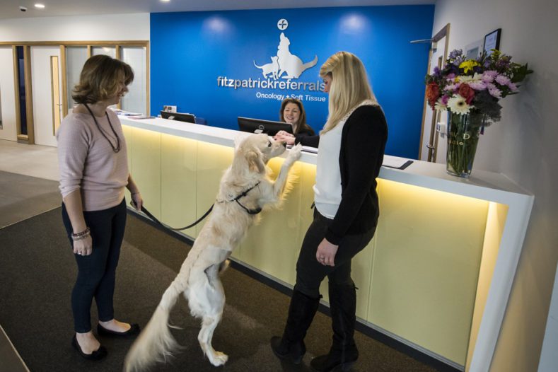 Golden Retriever in reception Fitzpatrick Referrals Oncology hospital