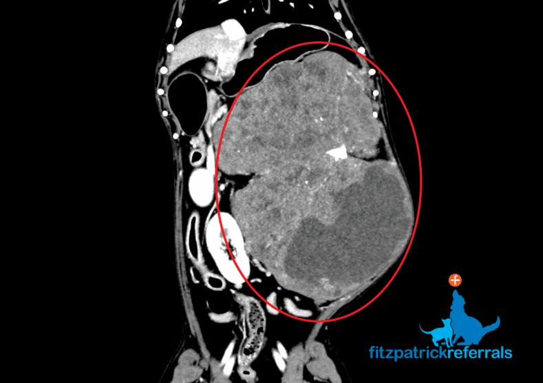 CT scan of abdominal soft tissue sarcoma in a dog at Fitzpatrick Referrals