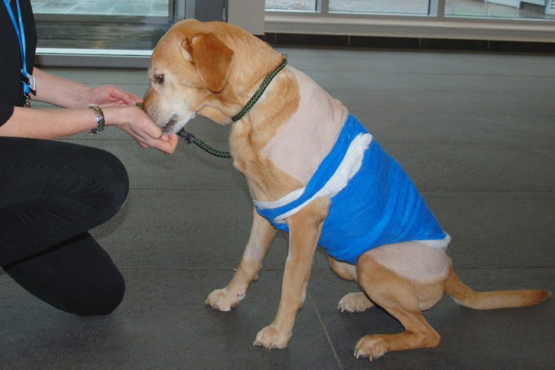 Jessie enjoying a treat at Fitzpatrick Referrals Oncology and Soft Tissue