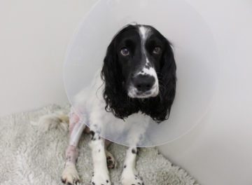 Spaniel with Cruciate Ligament Disease at Fitzpatrick Referrals Orthopaedics and Neurology