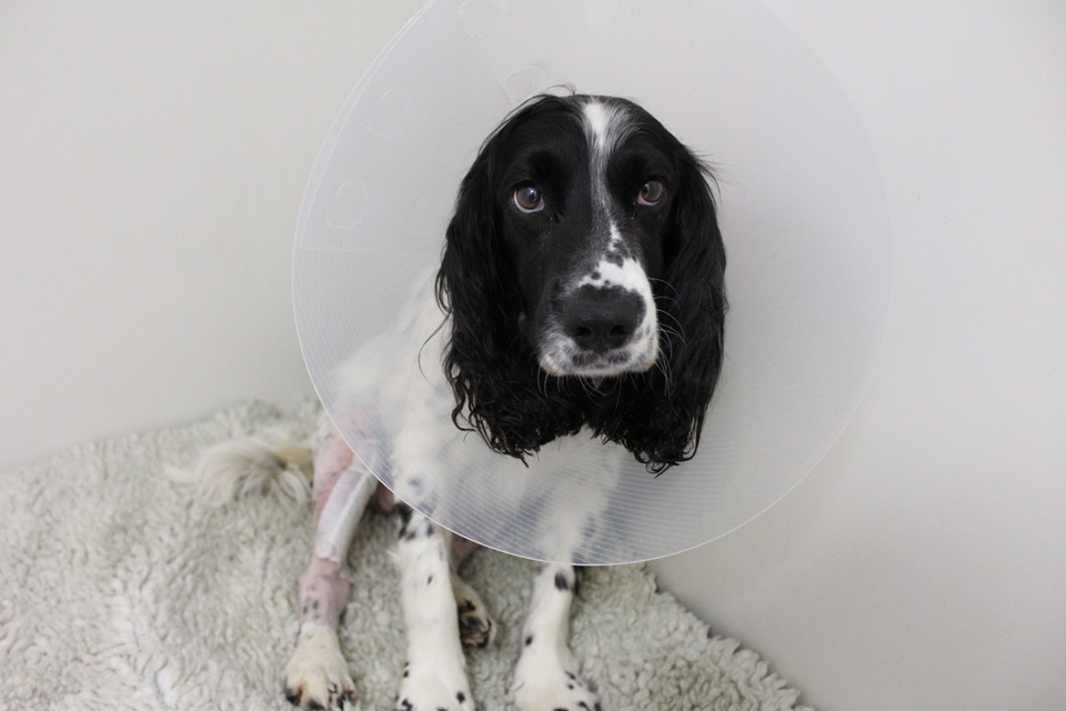Spaniel with Cruciate Ligament Disease at Fitzpatrick Referrals Orthopaedics and Neurology
