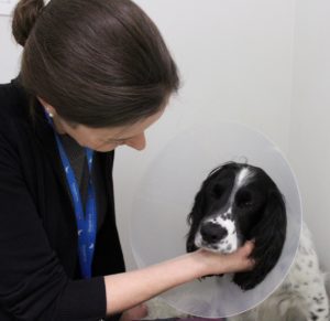 Cocker Spaniel Pepper in ward following TPLO surgery at Fitzpatrick Referrals