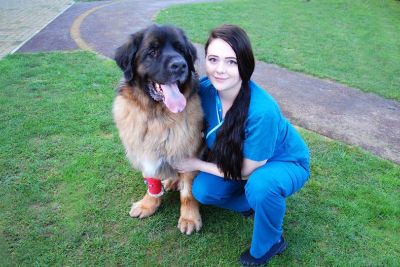 Leonberger prostate cancer patient at Fitzpatrick Referrals