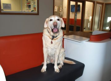 Dog waiting in reception at Fitzpatrick Referrals cancer hospital