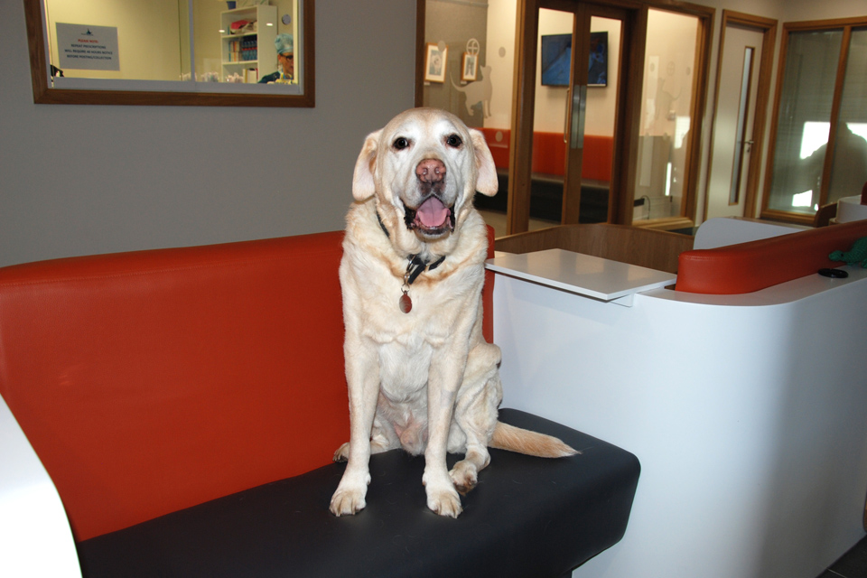 Dog waiting in reception at Fitzpatrick Referrals cancer hospital