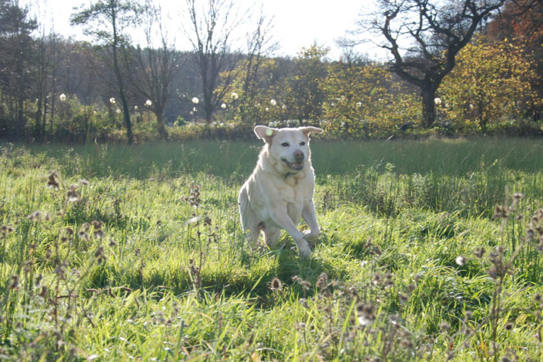 Canine cancer patient running in the field