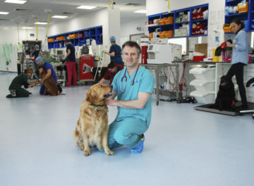 Professor Nick Bacon with golden retreiver at Fitzpatrick Referrals Oncology & Soft Tissue