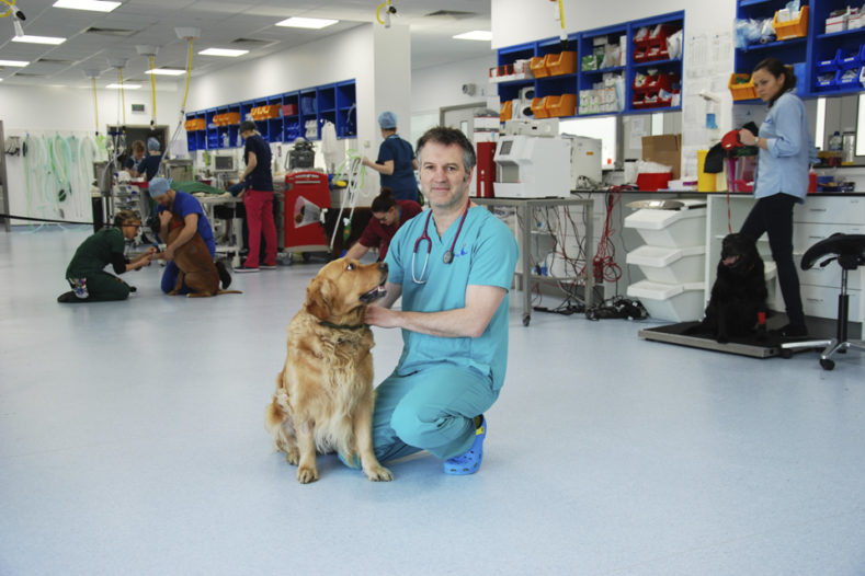 Professor Nick Bacon with golden retreiver at Fitzpatrick Referrals Oncology & Soft Tissue