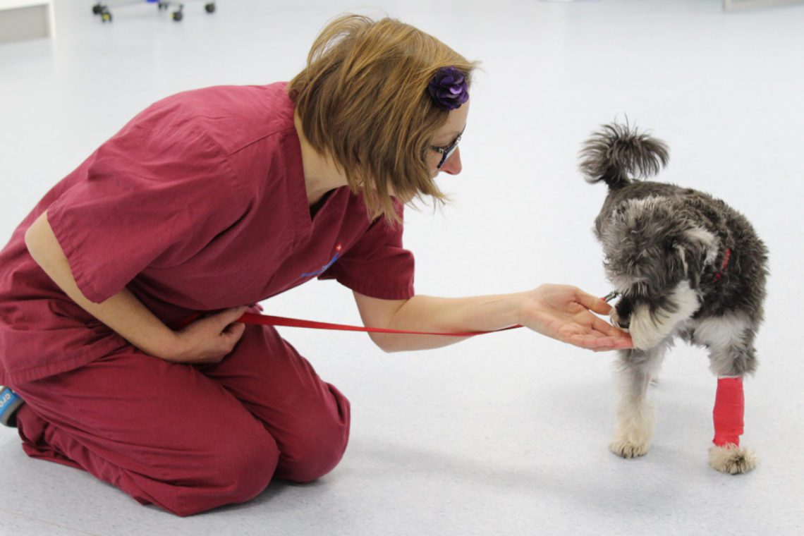 Auxiliary with canine cancer patient at Fitzpatrick Referrals Oncology
