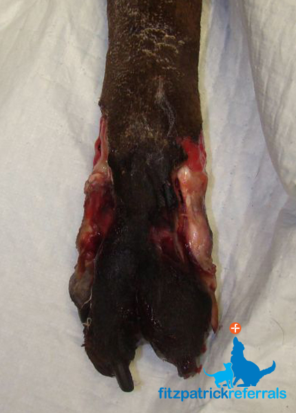 Avascular necrosis of the paw requiring amputation