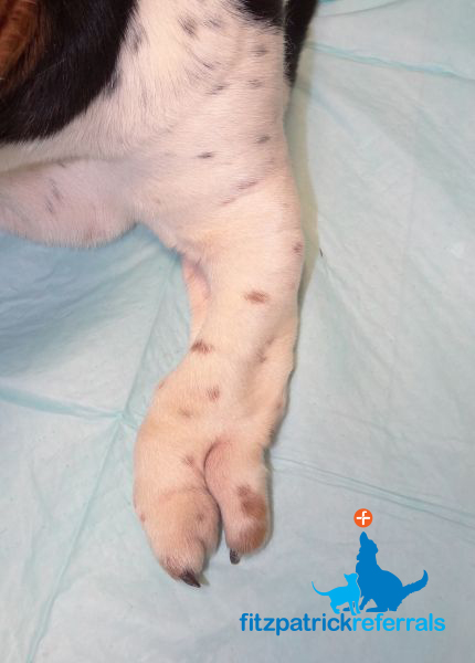 Dog with left forelimb deformity