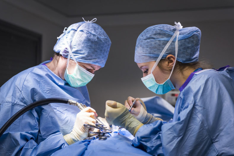 Intern in surgery with Clare Rusbridge at Fitzpatrick Referrals