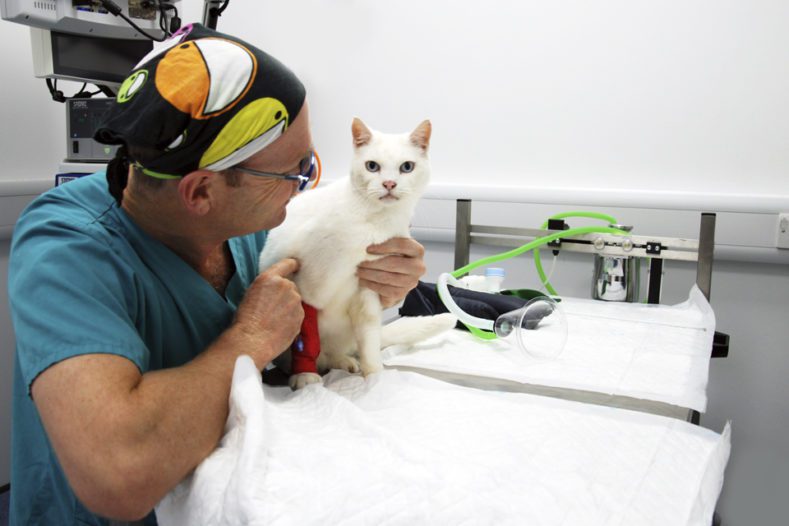 Jon Bray with white cat at Fitzpatrick Referrals Oncology and Soft Tissue