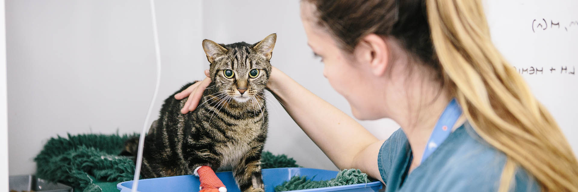 Registered Veterinary nurse cuddling a cat at Fitzpatrick Referrals
