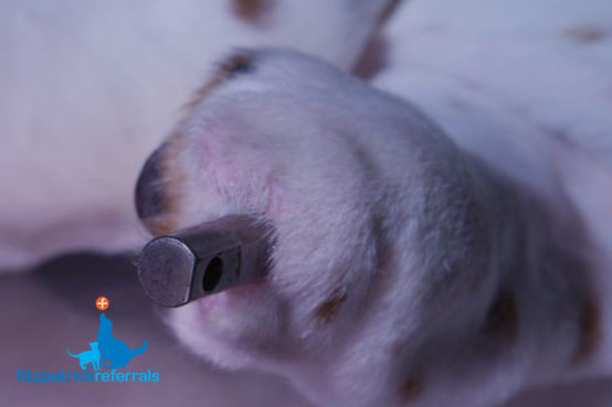 Dog with PerFiTS (Percutaneous Fixation To Skeleton) endoprosthesis protruding through the skin by Fitzpatrick Referrals