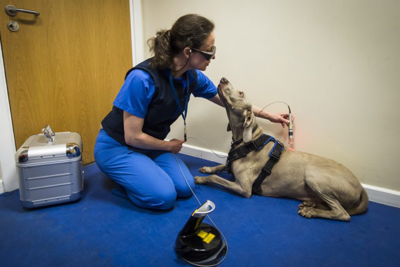 Physiotherapist treating dog at Fitzpatrick Referrals Orthopaedics and Neurology