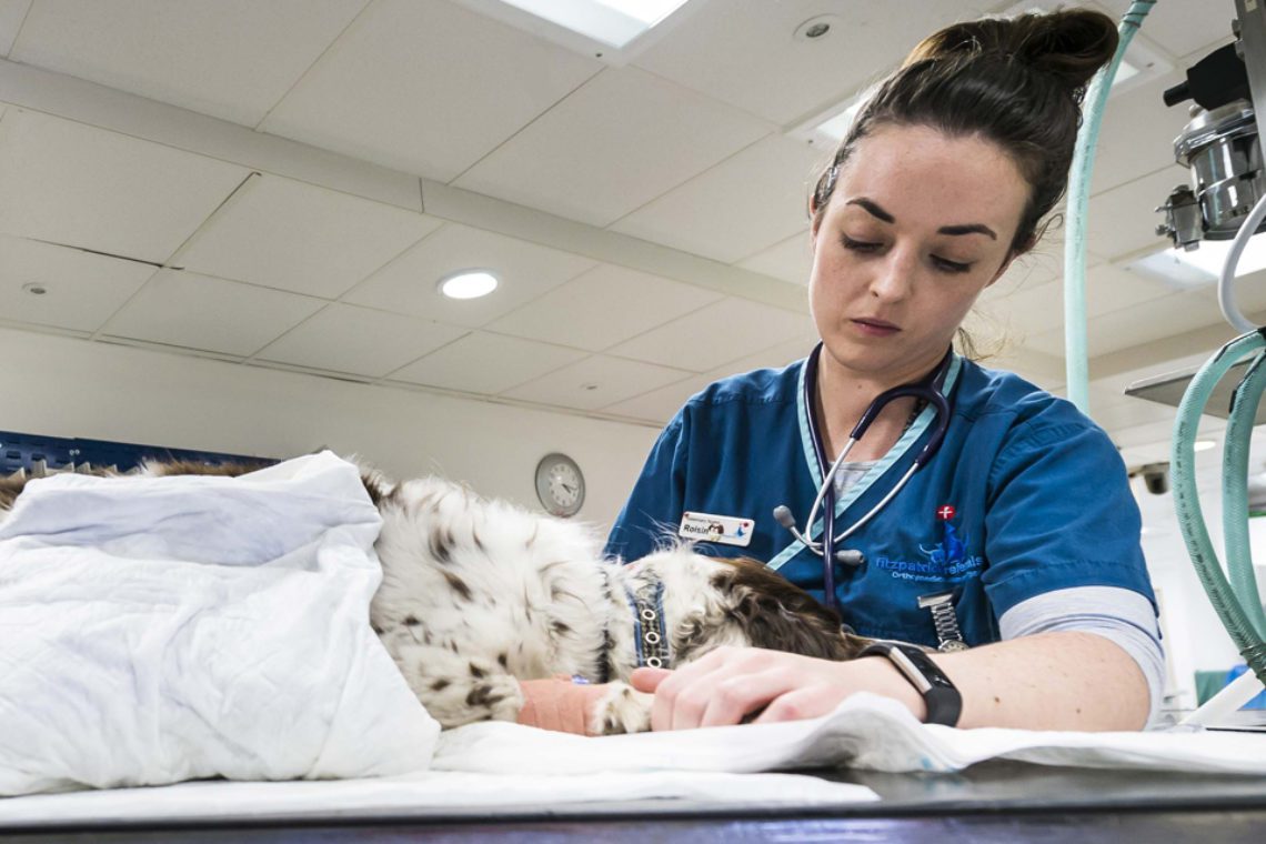 Prep nurse caring for a Cocker Spaniel