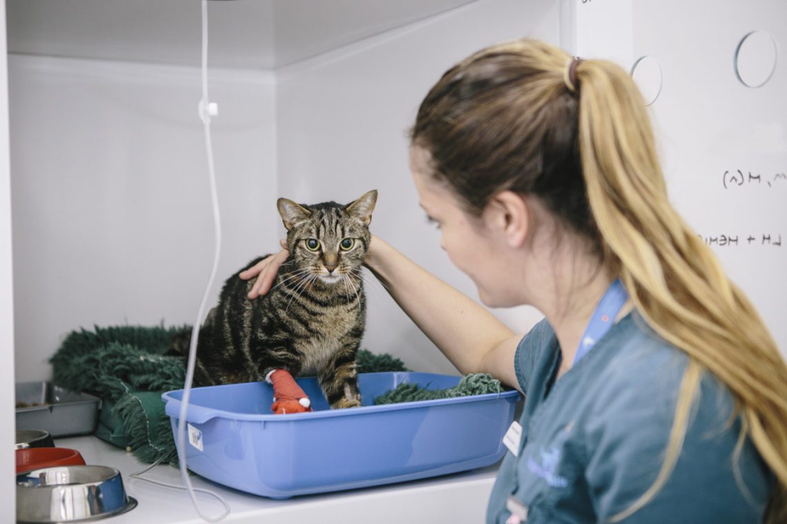 Ward nurse cuddling a cat at Fitzpatrick Referrals