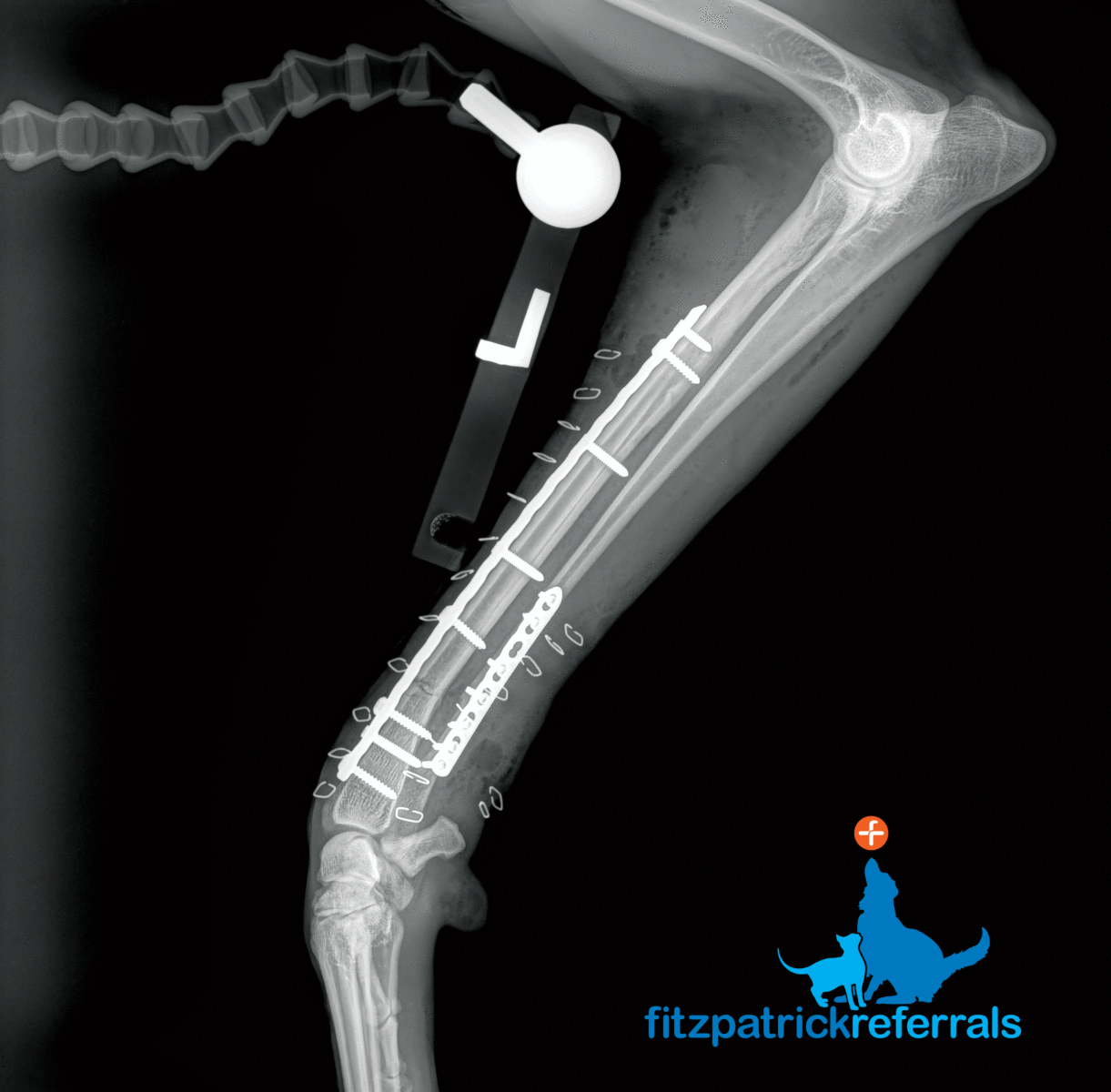 Post-op x-rays following surgery to repair a fracture in a dog