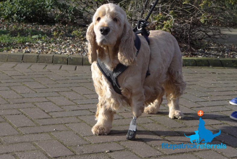 Dog with PerFiTS amputation prosthesis by Noel Fitzpatrick