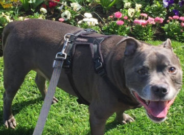 Staffordshire Bull Terrier Stan - an adenocarcinoma patient at Fitzpatrick Referrals