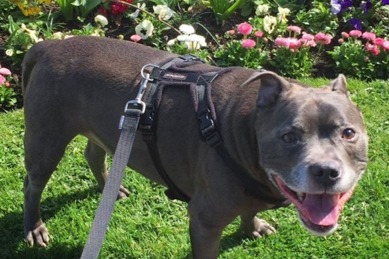 Staffordshire Bull Terrier Stan - an adenocarcinoma patient at Fitzpatrick Referrals