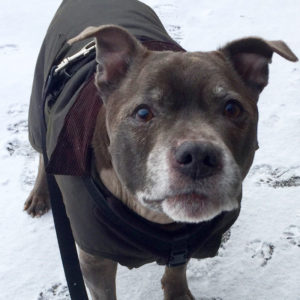 Staffordshire Bull Terrier in the snow