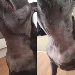 Dog post surgery following removal of cancerous salivary gland