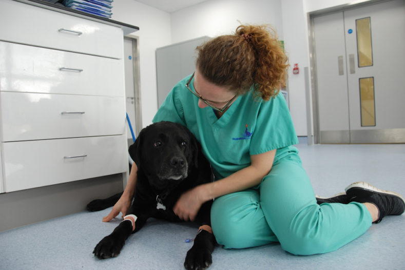 Intern Erika with black labrador patient Jet