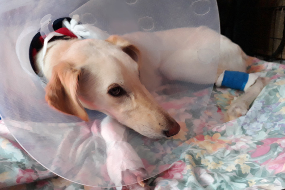 Lurcher recovering from complex fracture repair at Fitzpatrick Referrals Orthopaedics