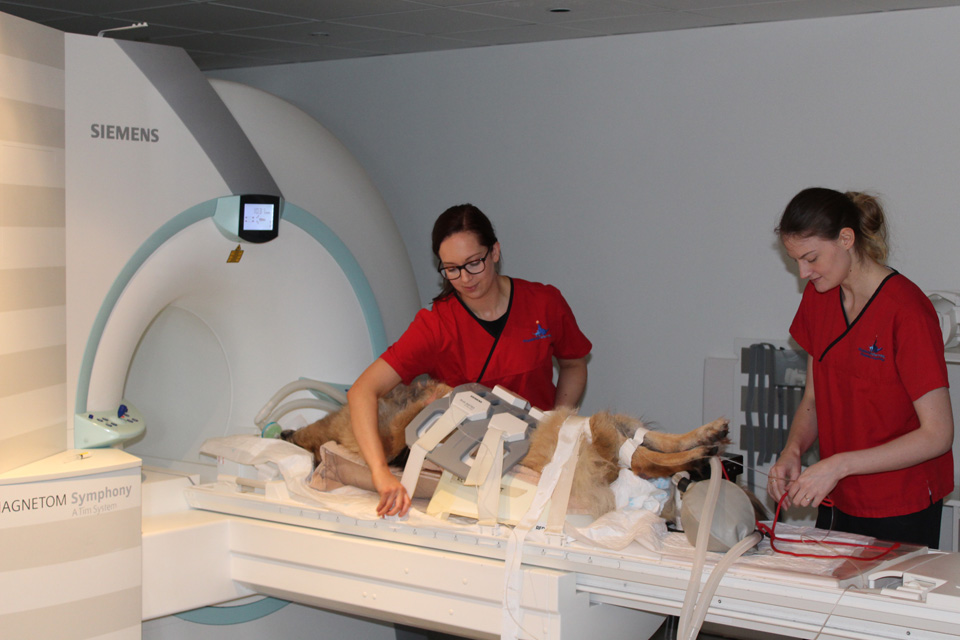 Radiographers with patient for MRI scan at Fitzpatrick Referrals Orthopaedics and Neurology