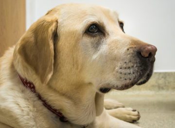 Yellow Labrador at Fitzpatrick Referrals Osteoarthritis Clinic