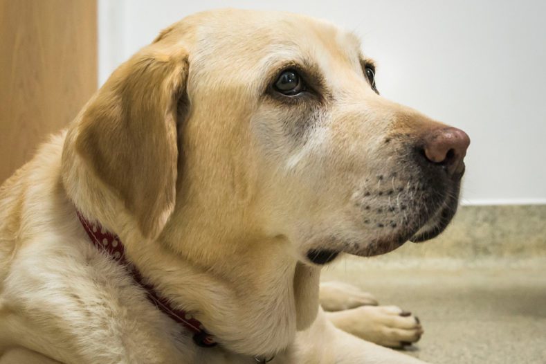 Yellow Labrador at Fitzpatrick Referrals Osteoarthritis Clinic