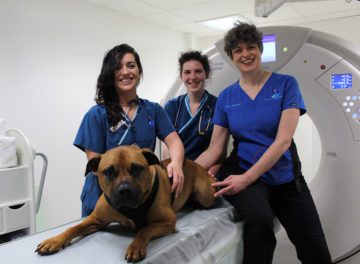 Fitzpatrick Referrals Chief of Neurology Clare Rusbridge with nurses Kerrie and Katie