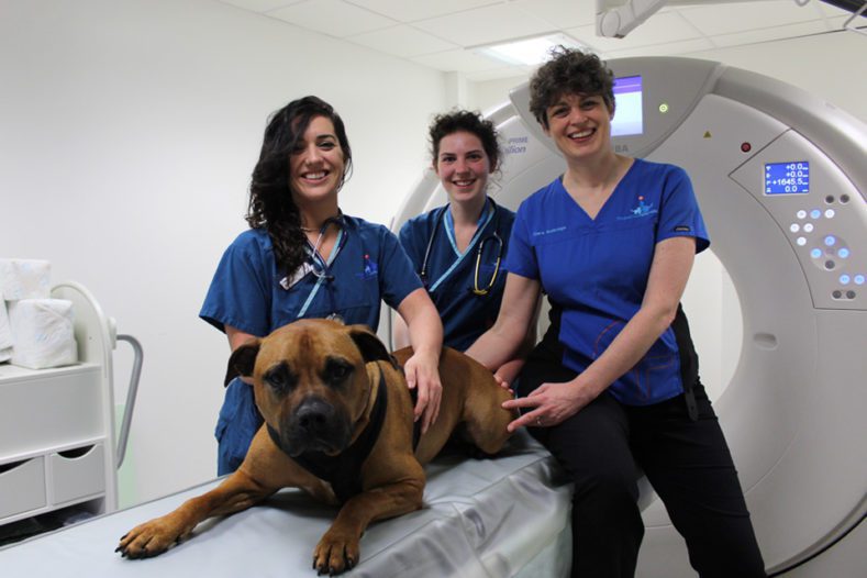 Fitzpatrick Referrals Chief of Neurology Clare Rusbridge with nurses Kerrie and Katie