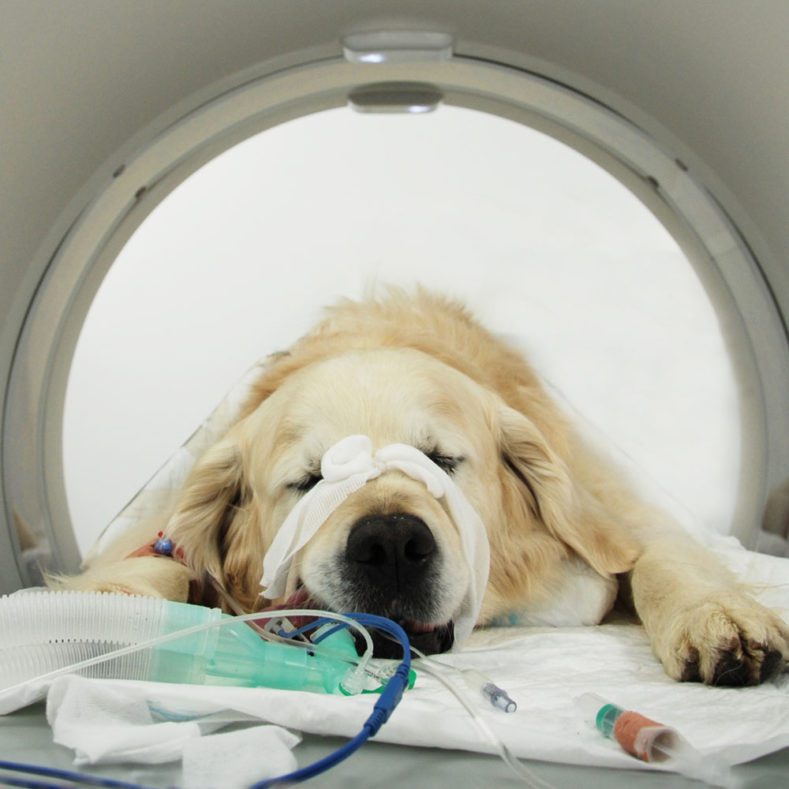 Dog in CT scanner at Fitzpatrick Referrals