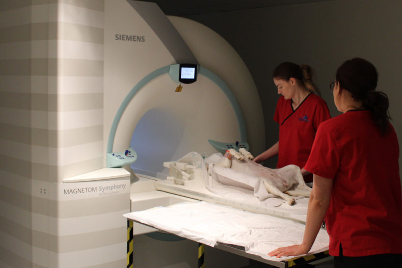 Dog having an MRI scan at Fitzpatrick Referrals Orthopaedics and Neurology