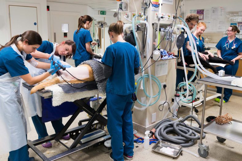 Veterinary nurses in the prep area at Fitzpatrick Referrals