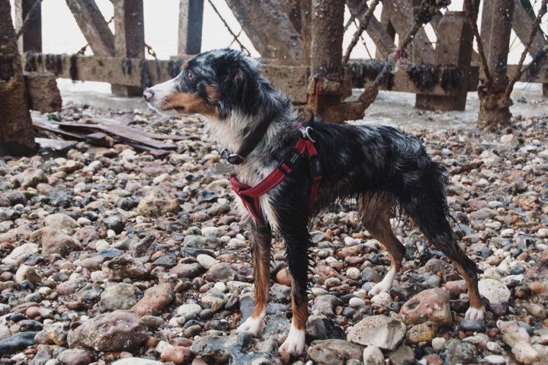 Former orthopaedic patient of Fitzpatrick Referrals enjoying a walk at the beach