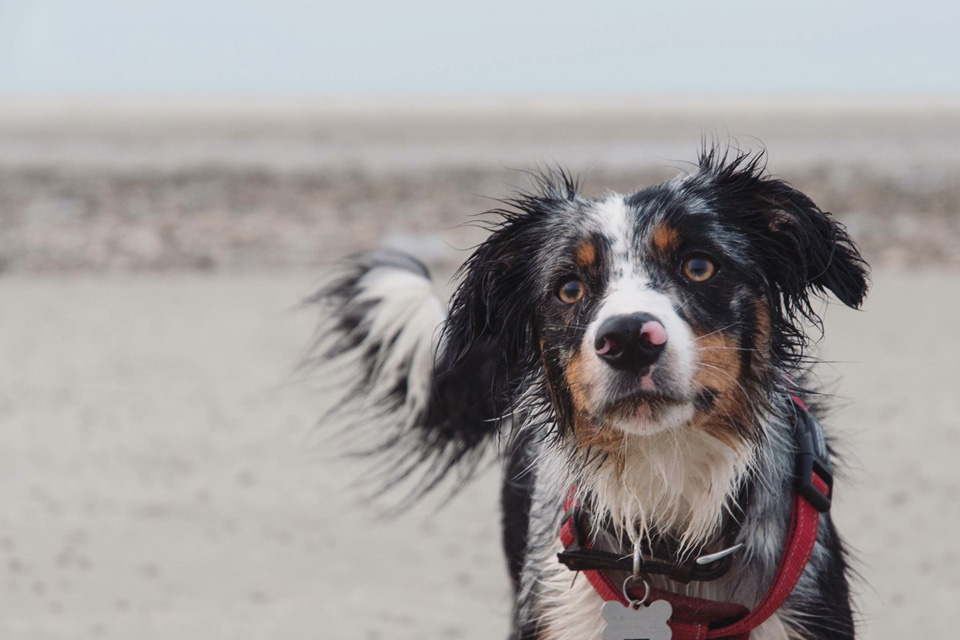 Canine spiral fracture repair patient 2 years later on a beach