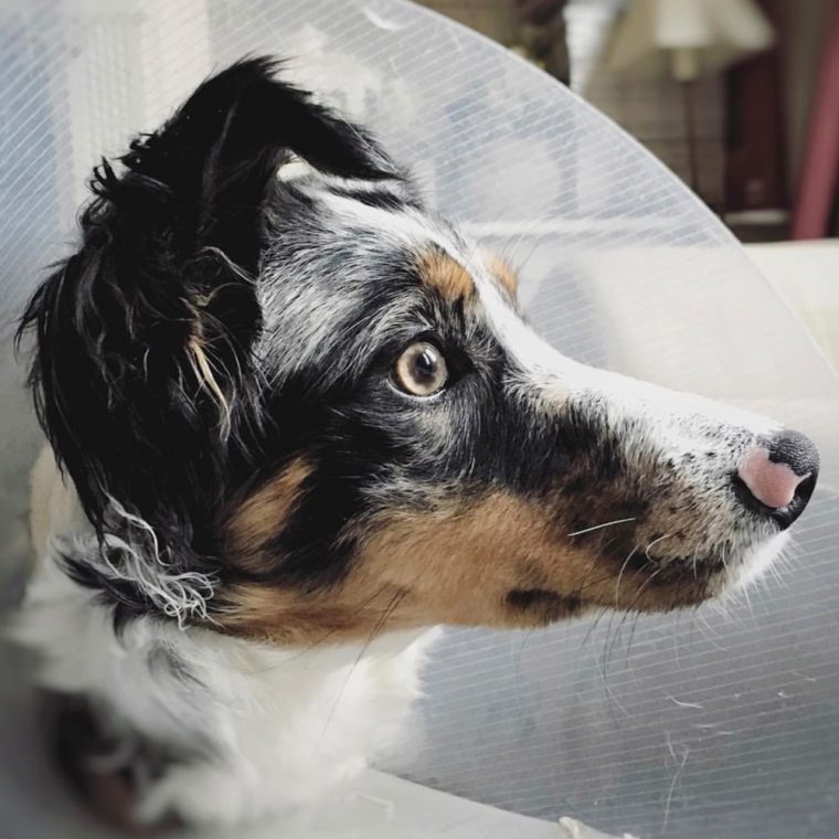 Fitzpatrick Referrals patient wearing a cone following surgery