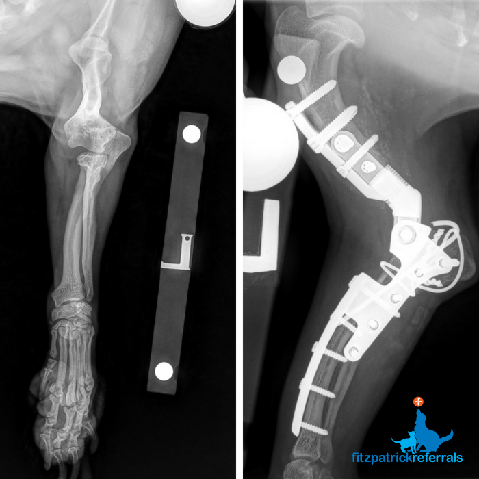 Elbow Dysplasia  Canine Hydrotherapy & Massage, Manchester, UK