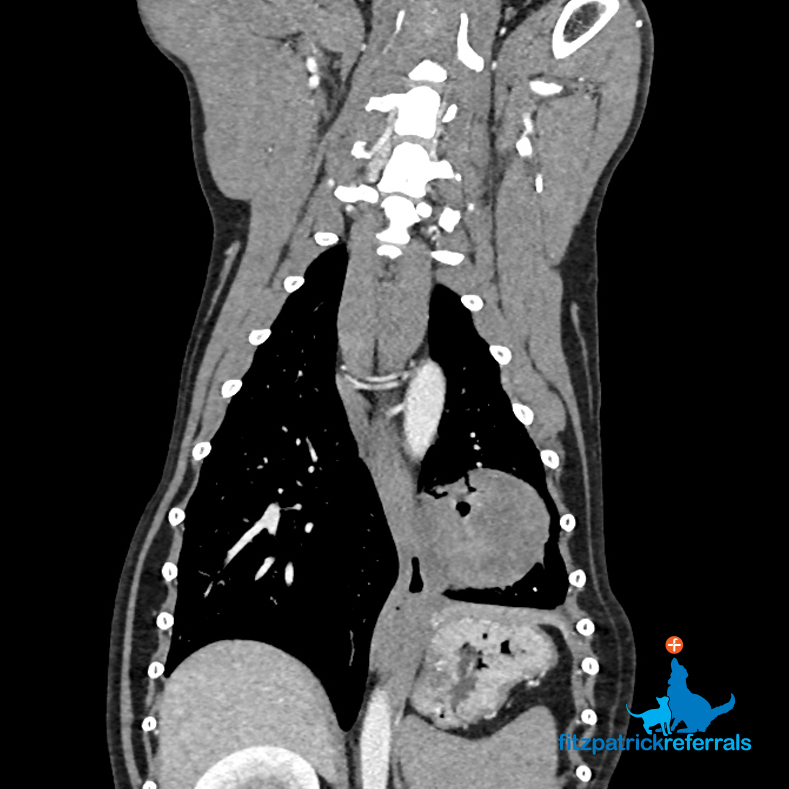 CT scan showing Wotsit's metastatic pulmonary carcinoma CT scan showing English Springer Spaniel patient's metastatic pulmonary cancer - Fitzpatrick Referrals
