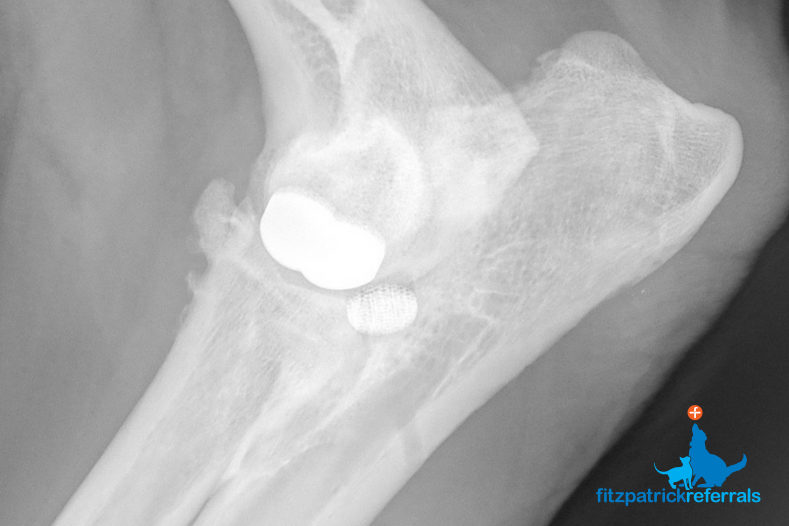 Radiograph of a Canine Uni-Compartmental Elbow (CUE) - Fitzpatrick Referrals