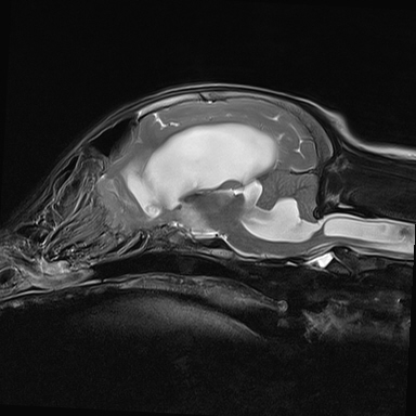 MRI scan of a 5 month old Border Collie puppy with hydrocephalus at Fitzpatrick Referrals MRI scan of a 5 month old Border Collie puppy with hydrocephalus at Fitzpatrick Referrals